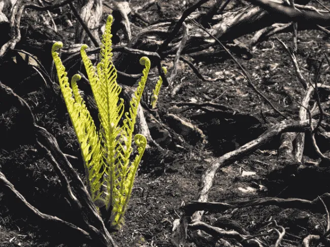 New Growth Liquidation